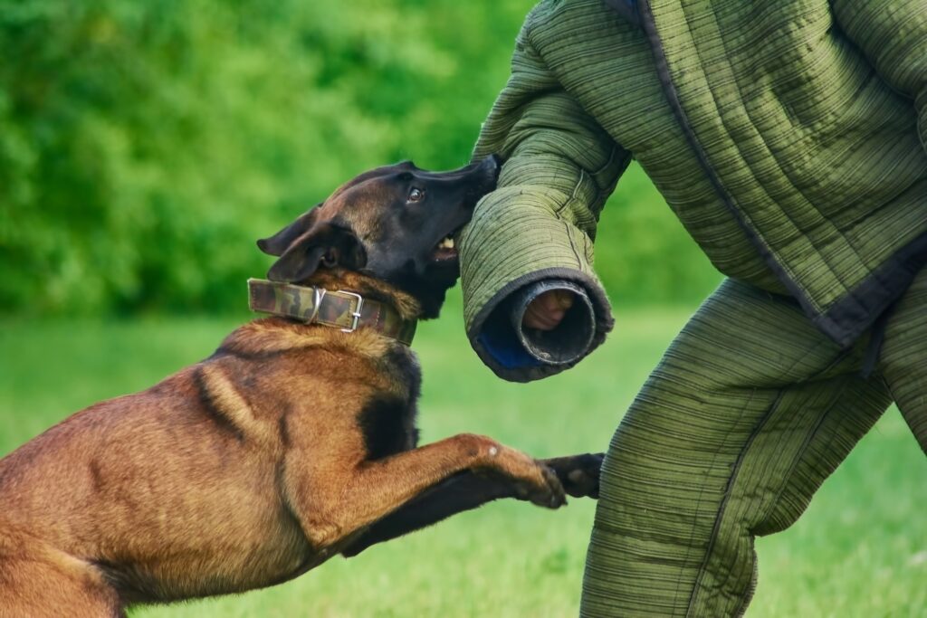 animal attack attorney