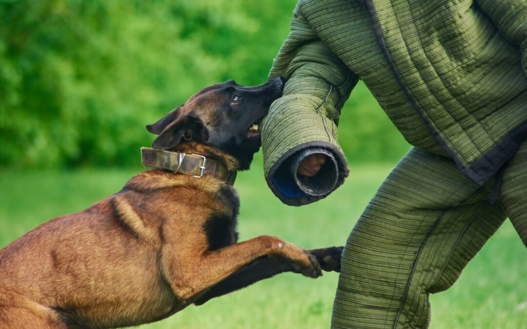 Have You Suffered a Dog Bite? You Might Be Entitled to Compensation